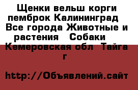 Щенки вельш корги пемброк Калининград - Все города Животные и растения » Собаки   . Кемеровская обл.,Тайга г.